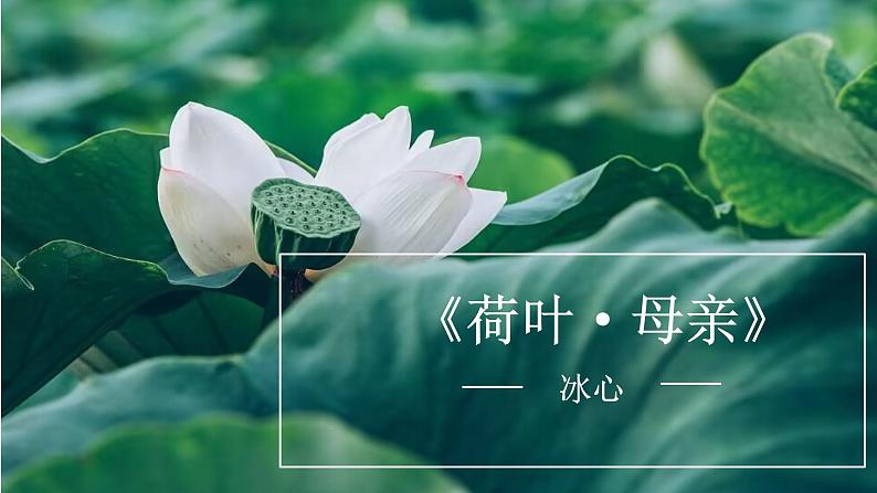 第7课《散文诗二首》（荷叶·母亲）课件第1页