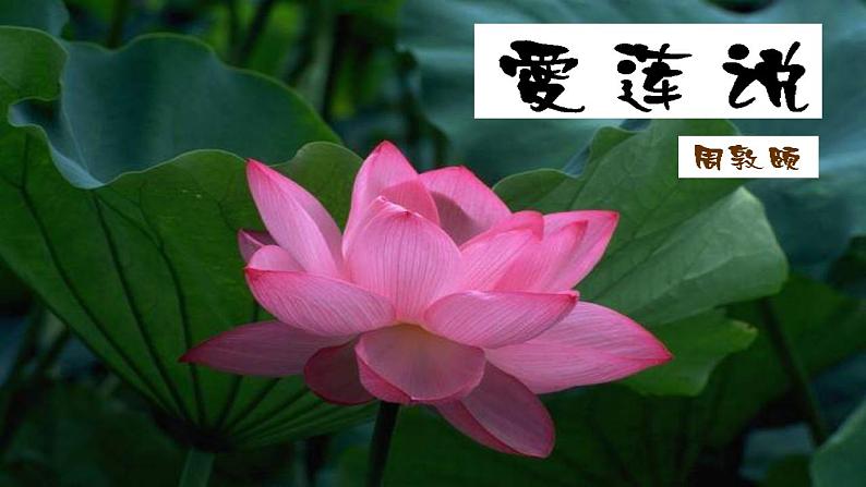人教部编版语文七年级下册第四单元《短文两篇—爱莲说》优质课件PPT第2页