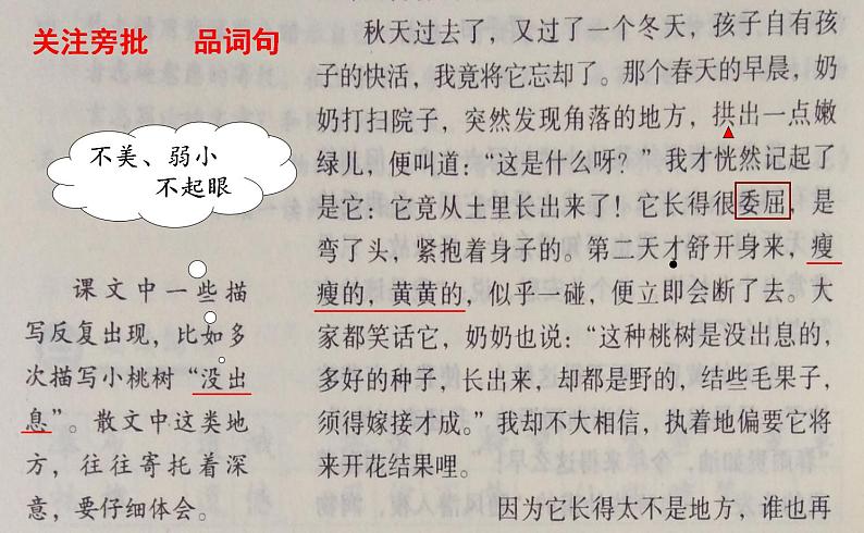 人教部编版语文七年级下册第五单元《一棵小桃树》第二课时课件PPT第4页