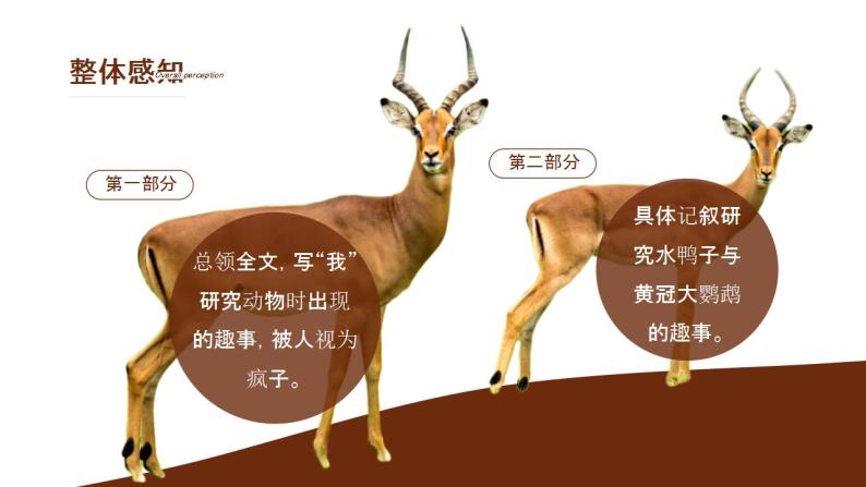 初中语文部编版七年级上册-动物笑谈 课件+教案08