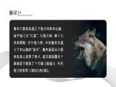 初中语文部编版七年级上册-狼 课件+教案
