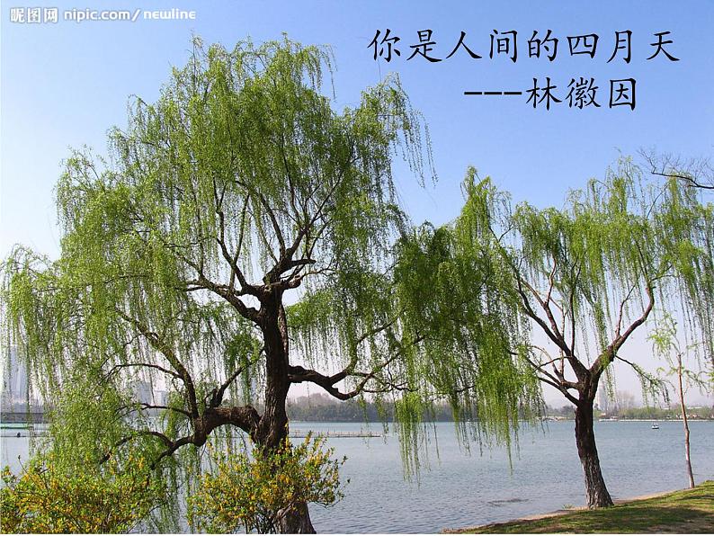 部编版九年级语文上册--5你是人间的四月天——一句爱的赞颂（精品课件）第2页