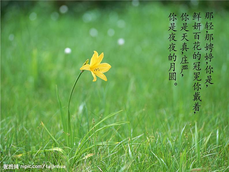 部编版九年级语文上册--5你是人间的四月天——一句爱的赞颂（精品课件）第6页