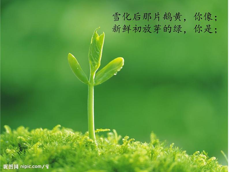 部编版九年级语文上册--5你是人间的四月天——一句爱的赞颂（精品课件）第7页