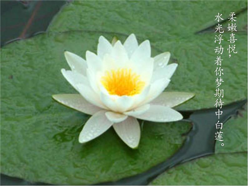 部编版九年级语文上册--5你是人间的四月天——一句爱的赞颂（精品课件）第8页