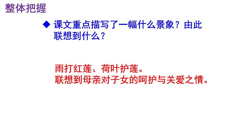 七上语文第7课《荷叶·母亲》精品实用高效课件05