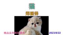 初中语文人教部编版七年级上册猫备课课件ppt