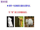 七上语文第16课《猫》精品实用高效课件