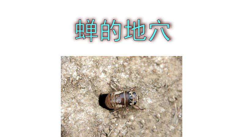 八上语文第21课《蝉》精品实用高效课件第8页