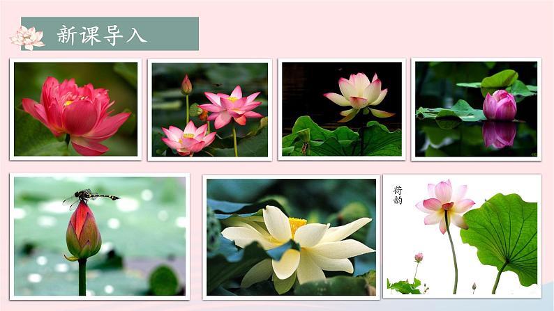 部编七年级语文下册第四单元17短文两篇第2课时教学课件03