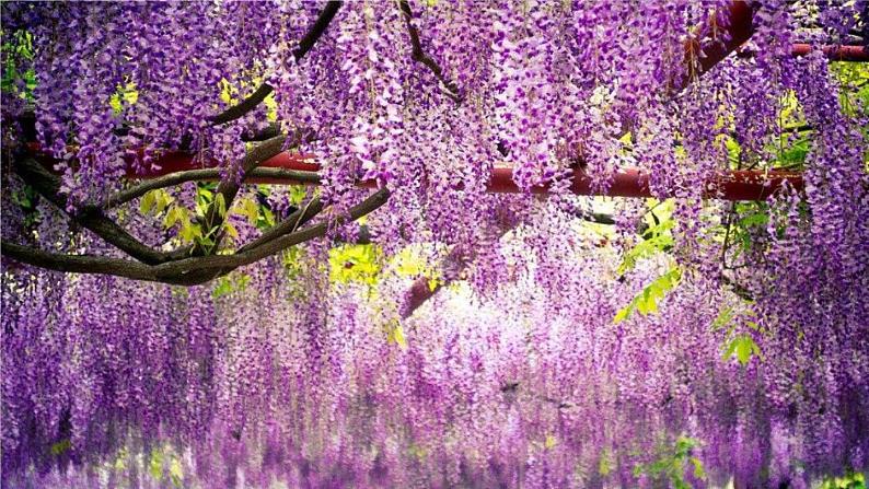 部编七年级语文下册第五单元18紫藤萝瀑布考点精讲课件第1页