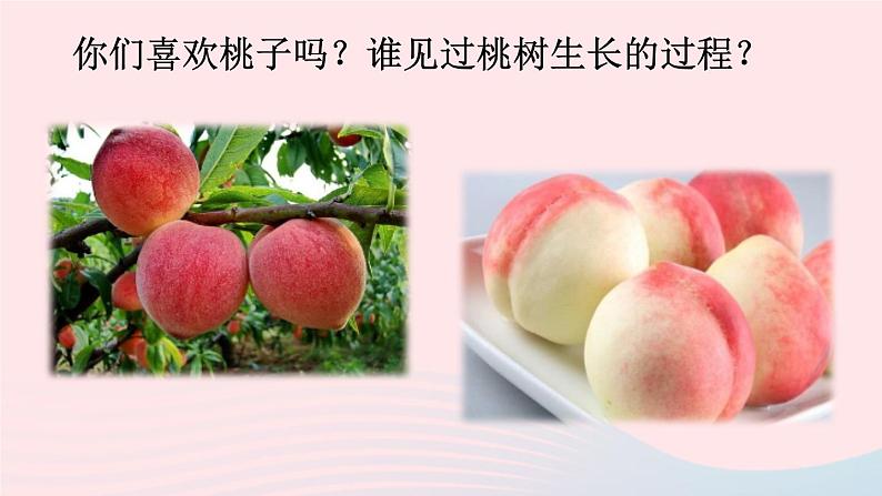 部编七年级语文下册第五单元19一棵小桃树课件第2页