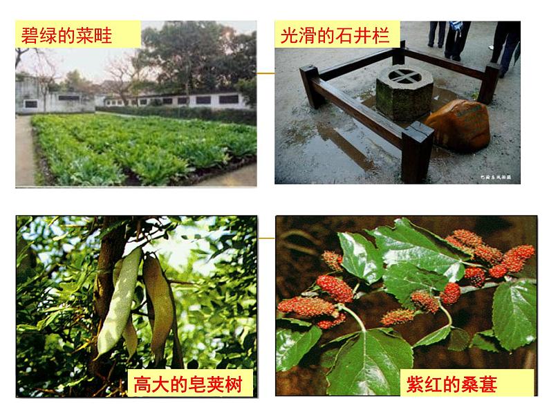 统编版七年级语文上册9.从百草园到三味书屋 课件.ppt统编版七年级语文上册9.从百草园到三味书屋 课件06