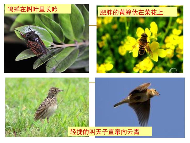 统编版七年级语文上册9.从百草园到三味书屋 课件.ppt统编版七年级语文上册9.从百草园到三味书屋 课件07