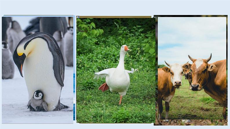 第17课 《动物笑谈》课件01