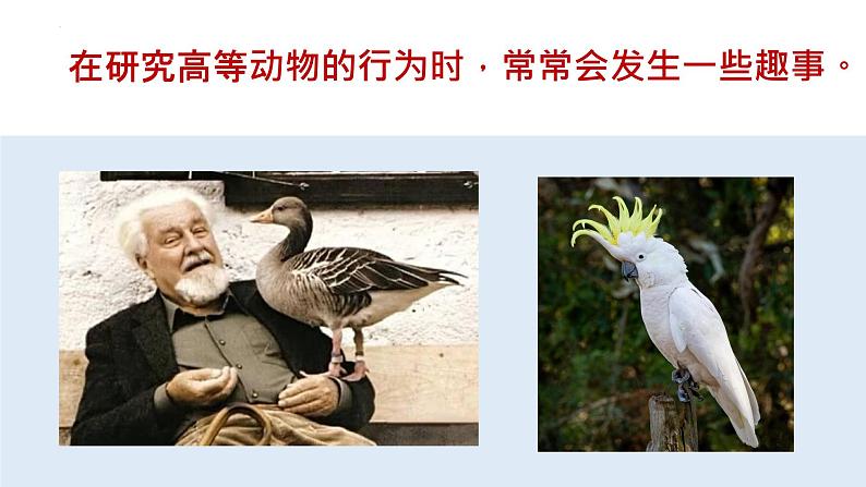 第17课 《动物笑谈》课件06
