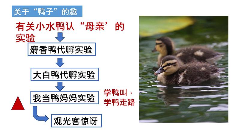 第17课 《动物笑谈》课件07