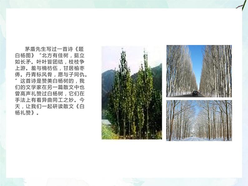 15白杨礼赞课件- 部编版（五四制）八年级语文上册第2页
