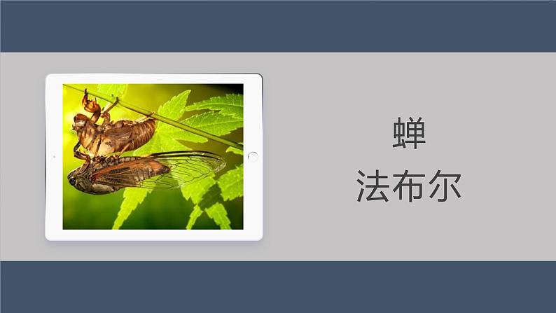 21.蝉课件- 部编版（五四制）八年级语文上册01