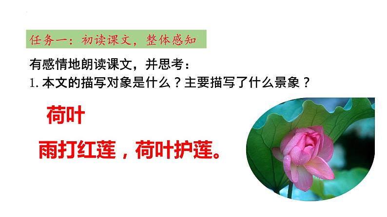 第7课《荷叶·母亲》课件2023-2024学年部编版语文七年级上册06
