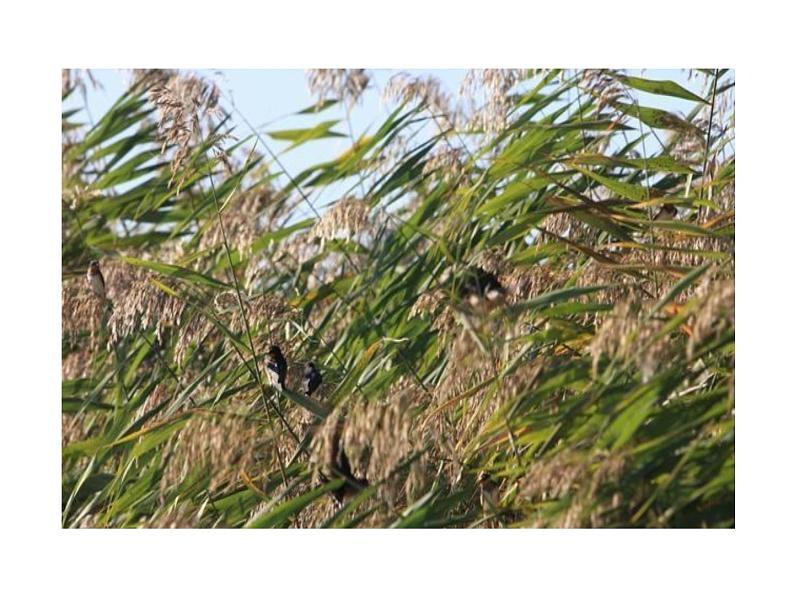 8﹡蒲柳人家（节选）第4页