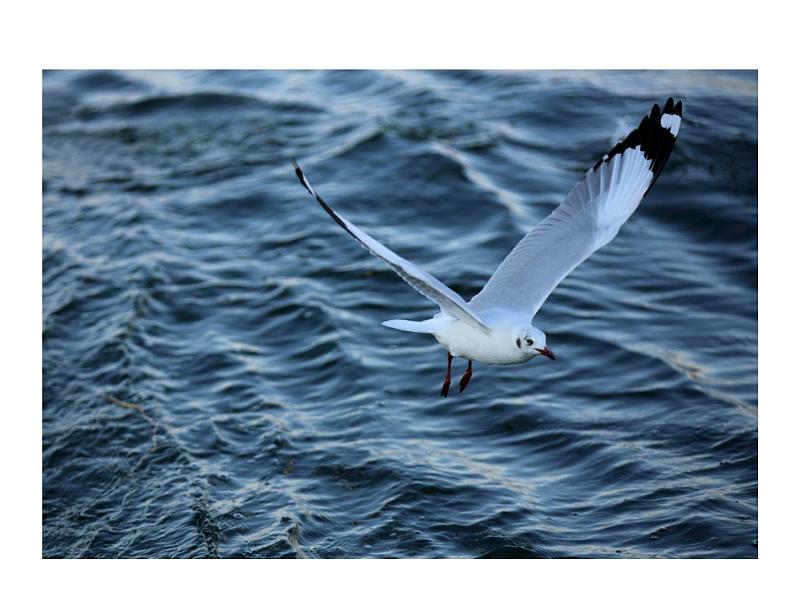 4.16﹡ 驱遣我们的想象 课件 2023-2024学年部编版（五四学制）语文九年级下册04