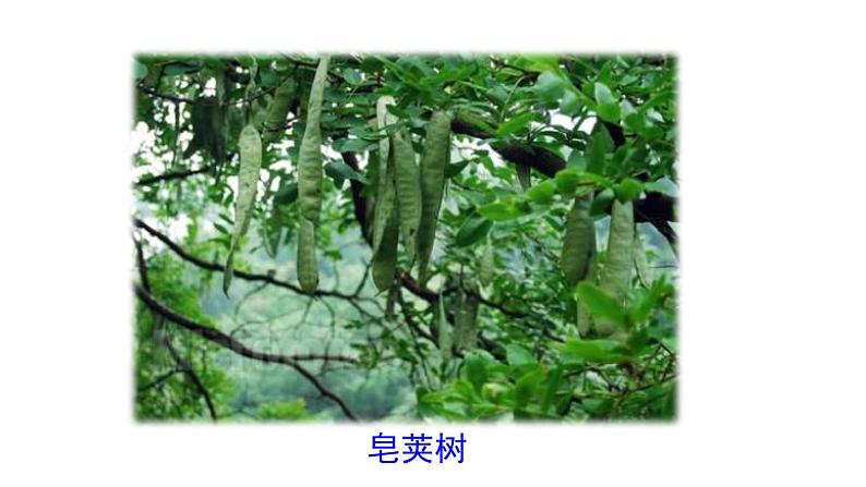 初中语文七年级上册9  从百草园到三味书屋教学课件（2023秋）第3页