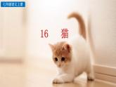 初中语文七年级上册16 猫(1)教学课件（2023秋）
