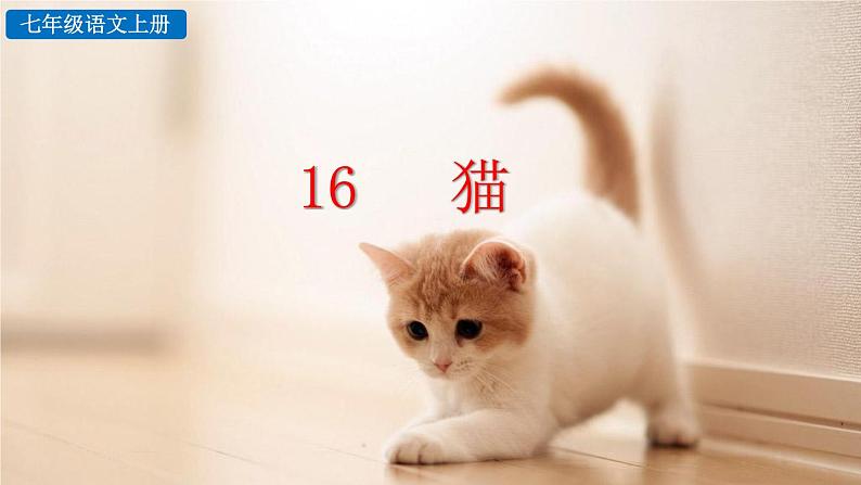 初中语文七年级上册16 猫(1)教学课件（2023秋）01