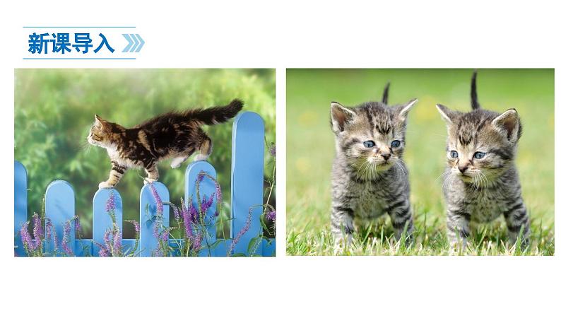 部编版七年级语文上册16《猫》课件PPT01