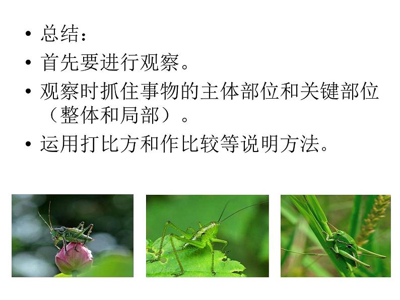 部编版八年级语文上册--单元写作　说明事物要抓住特征（精品课件）第7页