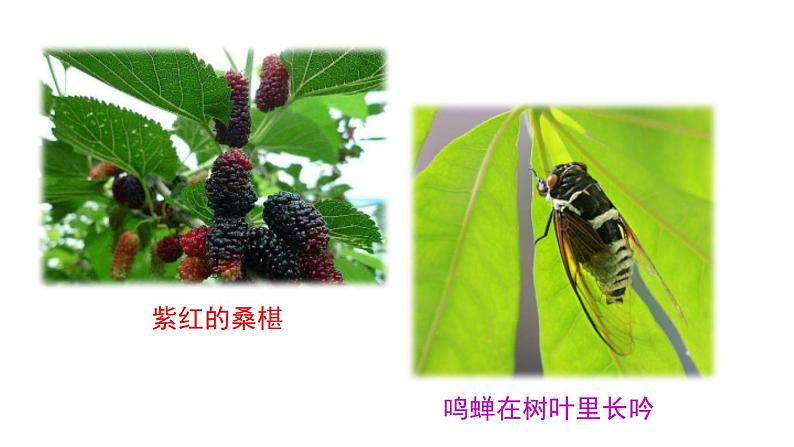 9  从百草园到三味书屋课件PPT02