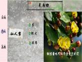 2023八年级语文上册第四单元17昆明的雨精品课件（部编版）