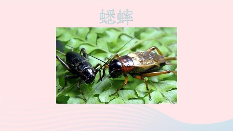 2023八年级语文上册第五单元名著导读昆虫记科普作品的阅读第二课时课件（部编版）04