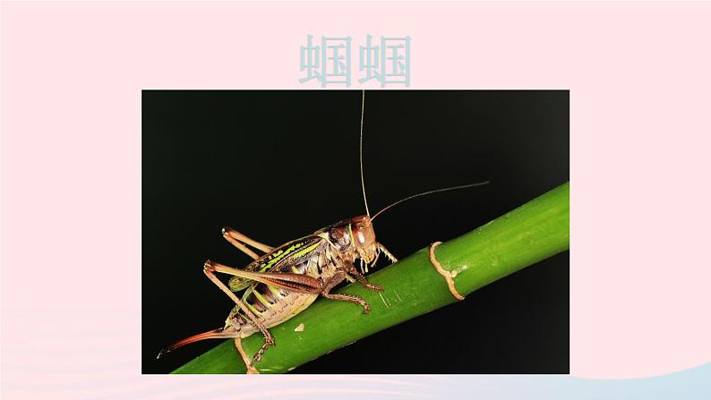 2023八年级语文上册第五单元名著导读昆虫记科普作品的阅读第二课时课件（部编版）06