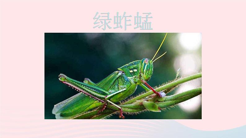 2023八年级语文上册第五单元名著导读昆虫记科普作品的阅读第二课时课件（部编版）08