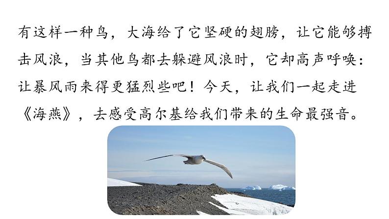 统编版九年级语文下册 4《海燕》课件PPT01