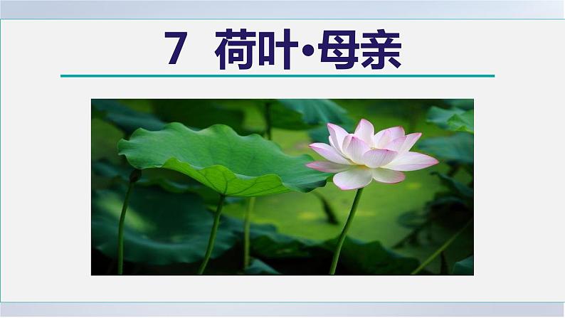 7. 荷叶·母亲课件PPT05