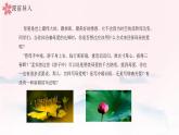 2.7《散文诗二首》统编版五四制七年级语文上册课件PPT