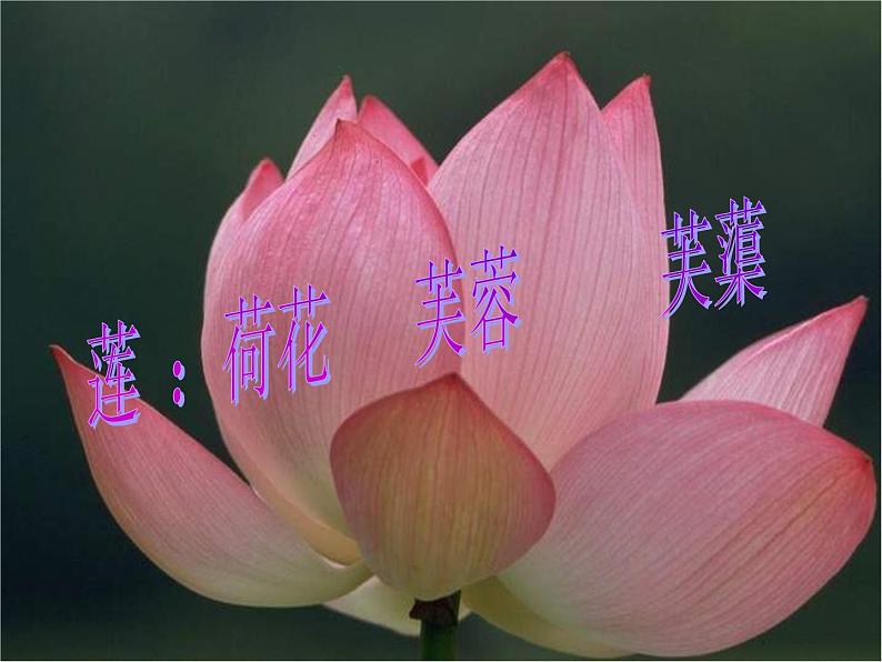 《爱莲说》ppt课件02