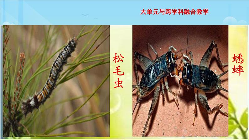 名著导读《昆虫记》教学课件04