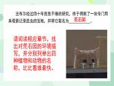 名著导读 《昆虫记》：科普作品的阅读课件PPT