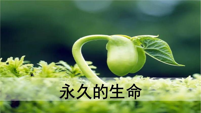 16.《散文二篇》-《永久的生命》课件PPT02