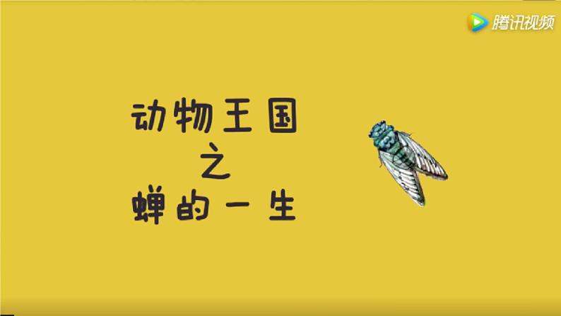 21.《蝉》课件PPT第5页