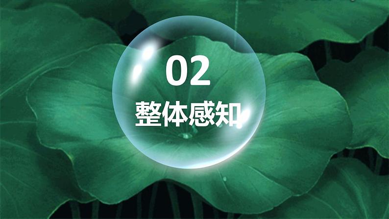 《荷叶 母亲》公开课课件第6页