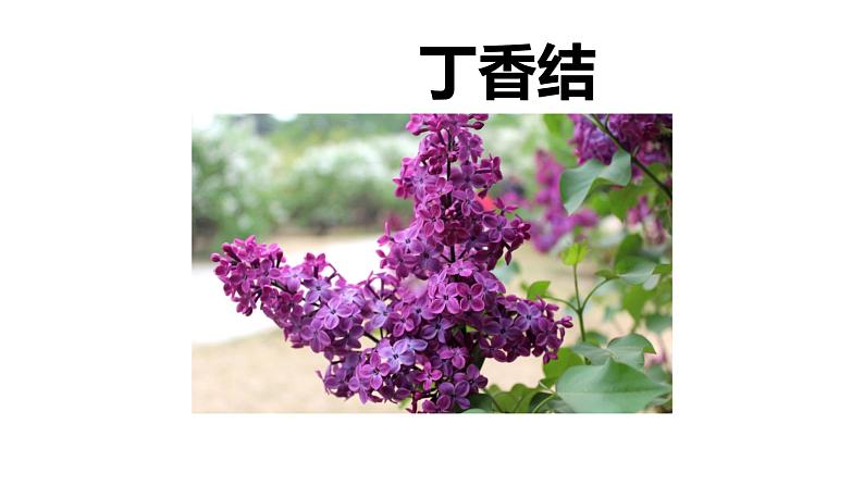 初中六年级上册语文课件---2.《丁香结》第1页