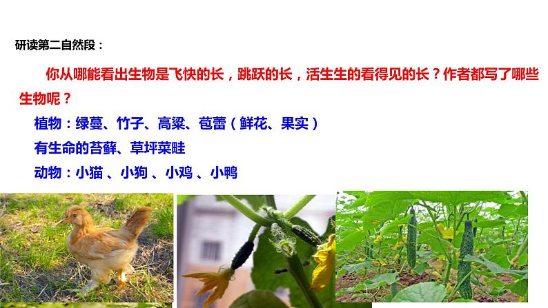 初中六年级上册语文课件---16.《夏天里的成长》08