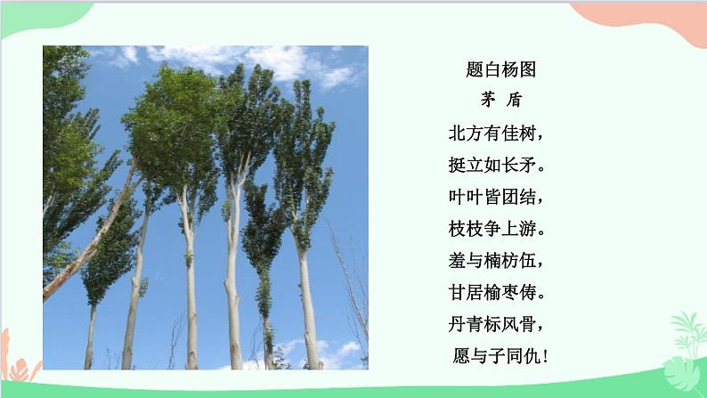 统编版语文八年级上册 第四单元 15 白杨礼赞课件第2页
