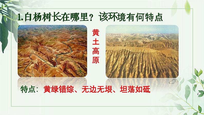 人教版八年级上册《白杨礼赞》课件第8页