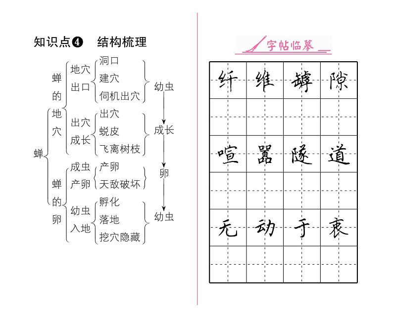 人教版八年级语文上第5单元科学艺术21蝉课时训练ppt第3页